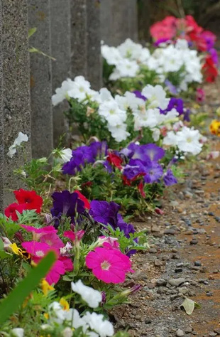 20090613Petunia.jpg