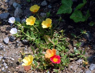 20090620Portulaca.jpg