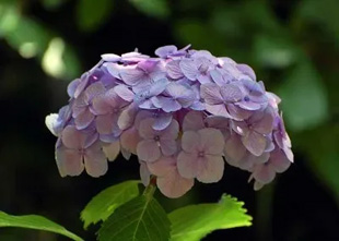 20090627Ajisai.jpg
