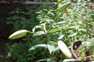 20090627Lily.jpg