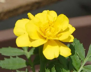 20090627MaryGold.jpg