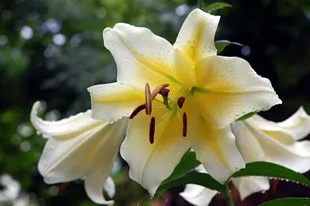 20090704Lily.jpg