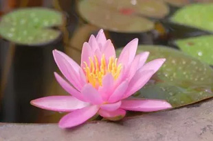 20090704WaterLily.jpg