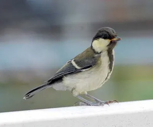 20090712Bird1.jpg