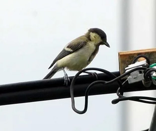 20090712Bird2.jpg
