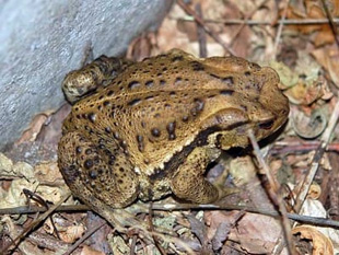 20090712Frog.jpg
