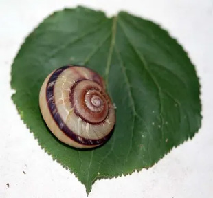 20090712Snail.jpg