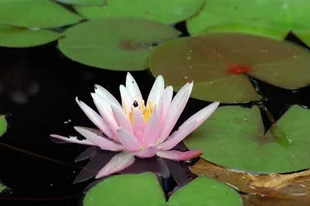 20090712WaterLily.jpg
