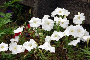 20090718Petunia1.jpg