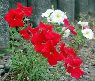 20090718Petunia2.jpg