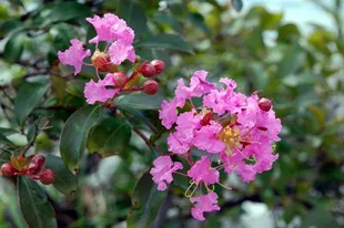 20090802Sarusuberi.jpg