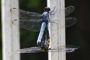 20090809Dragonfly.jpg