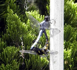 20090810Dragonfly.jpg