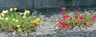 20090810Portulaca.jpg