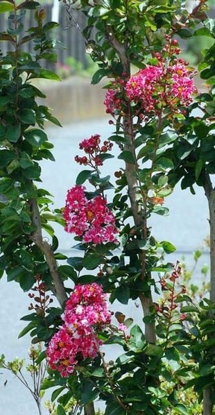20090810Sarusuberi.jpg