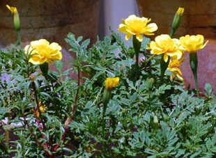 20090812Marygold.jpg