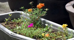 20090812Portulaca.jpg