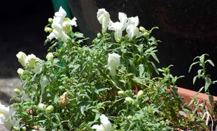 20090812SnapDragon.jpg