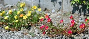 20090816Portulaca.jpg