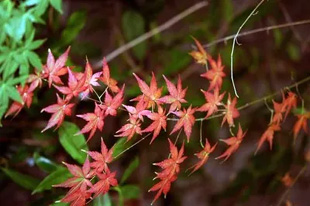 20090822Momiji.jpg
