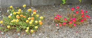20090822Portulaca.jpg
