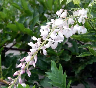 20090822Wisteria.jpg