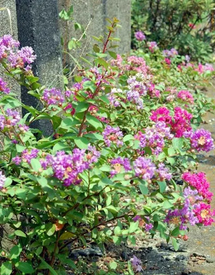 20090823Sarusuberi.jpg