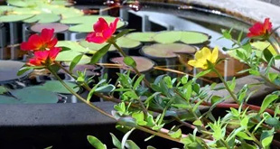 20090906Portulaca.jpg