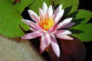 20090906WaterLily.jpg