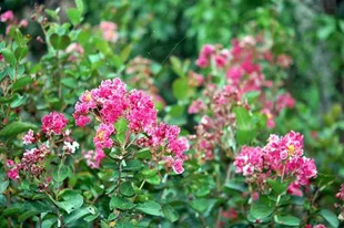 20090912Ooniji.jpg
