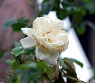 20090912Rose.jpg