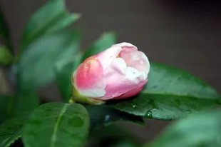 20090912Seioubo.jpg