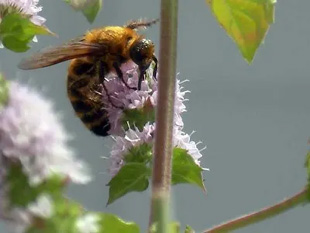 20090922Bee1.jpg