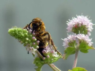 20090922Bee2.jpg