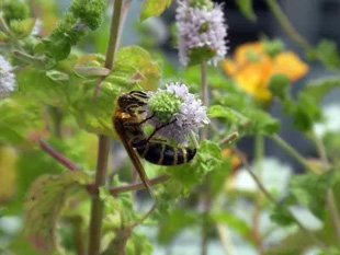 20090922Bee3.jpg