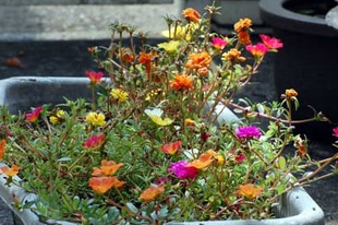 20090926Matsubabotan.jpg