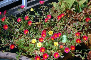 20090926Portulaca.jpg