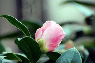 20090926Seioubo.jpg