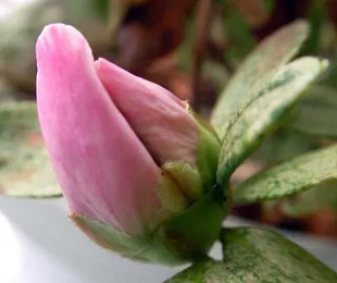 20090930Azalea.jpg