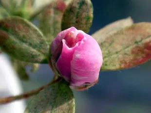 20091001Azalea.jpg