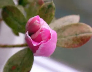 20091002Azalea.jpg