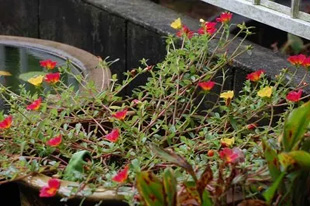 20091003Portulaca.jpg