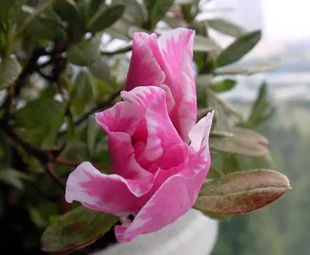 20091006Azalea.jpg