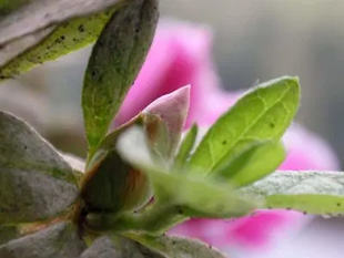 20091006Azalea2.jpg