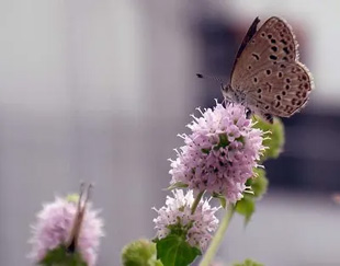 20091006Mint.jpg