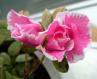20091007Azalea.jpg