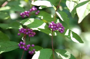 20091011Komurasaki.jpg