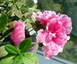 20091014Azalea.jpg