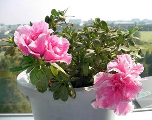 20091020Azalea1.jpg