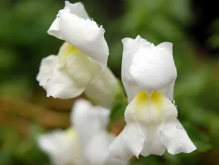 20091024Snapdragon.jpg